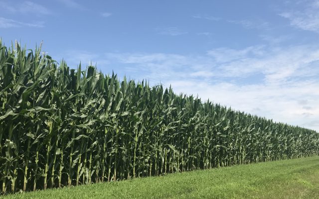 NCGA Calls on Farmers to Contact EPA Regarding Atrazine