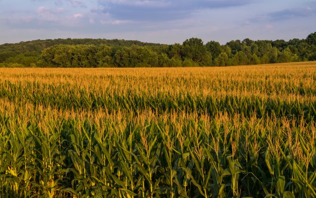 Minnesota Crop Progress & Condition