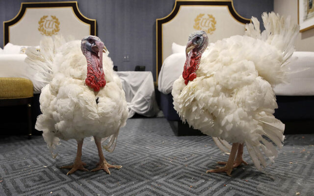 Minnesota Turkeys Receiving Presidential Turkey Pardon