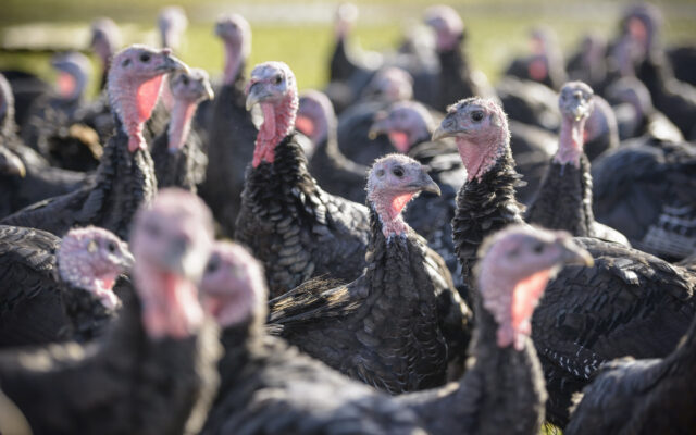 Farmer’s share of Thanksgiving turkey remains at 6 cents per pound